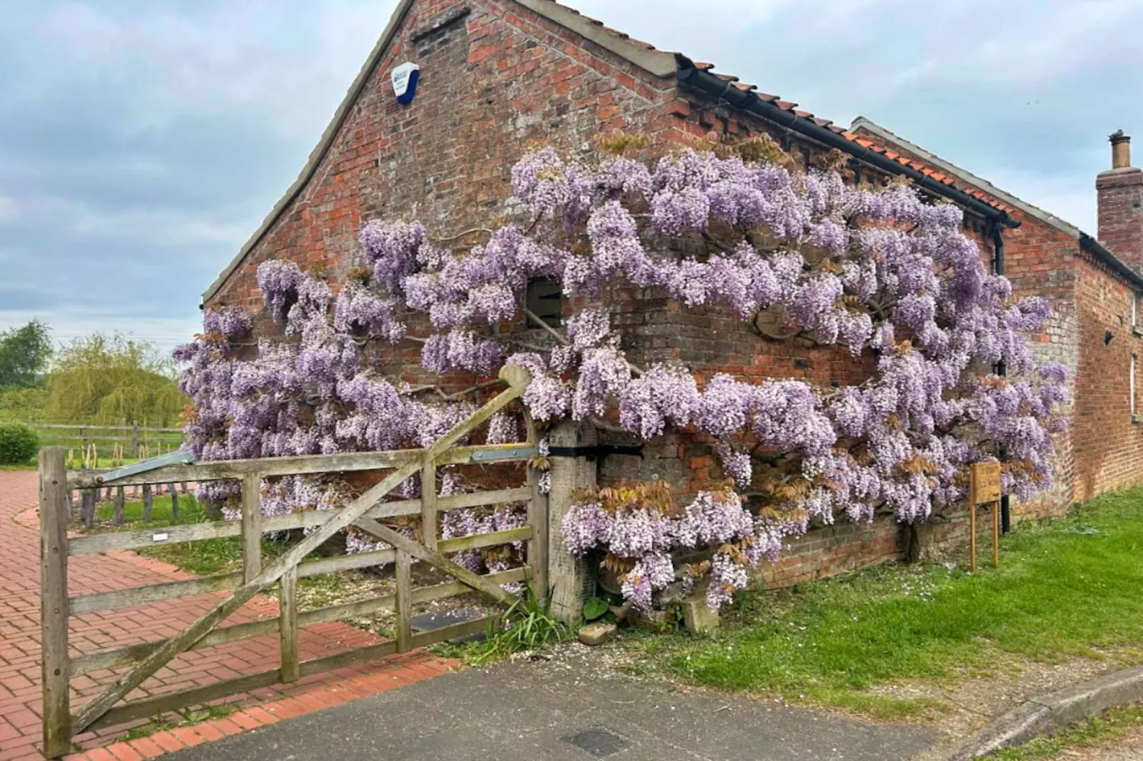 Wisteria at the Rookery-Exterior summer