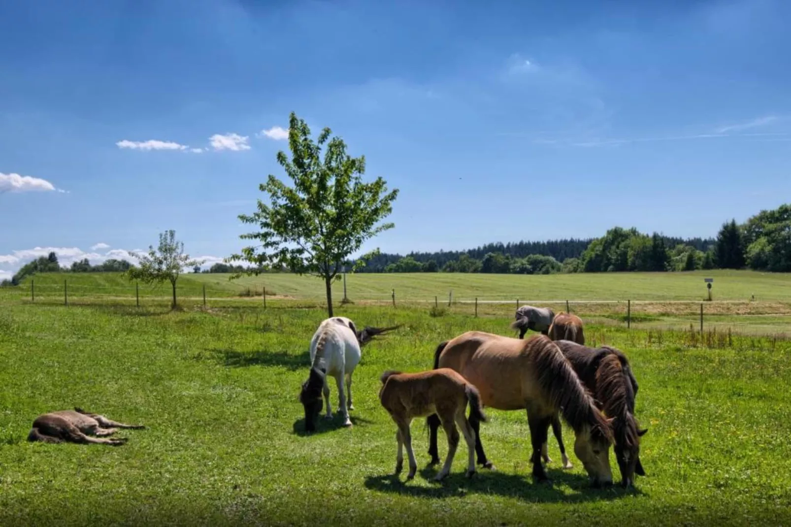 Meisdorf II-Gebiete Sommer 20 km