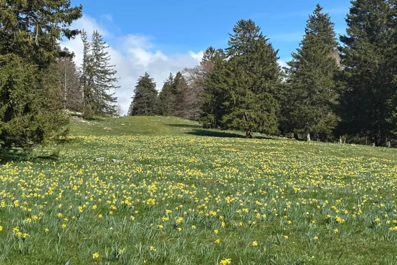 Ferienhaus Kronenburger See-Areas summer 20km