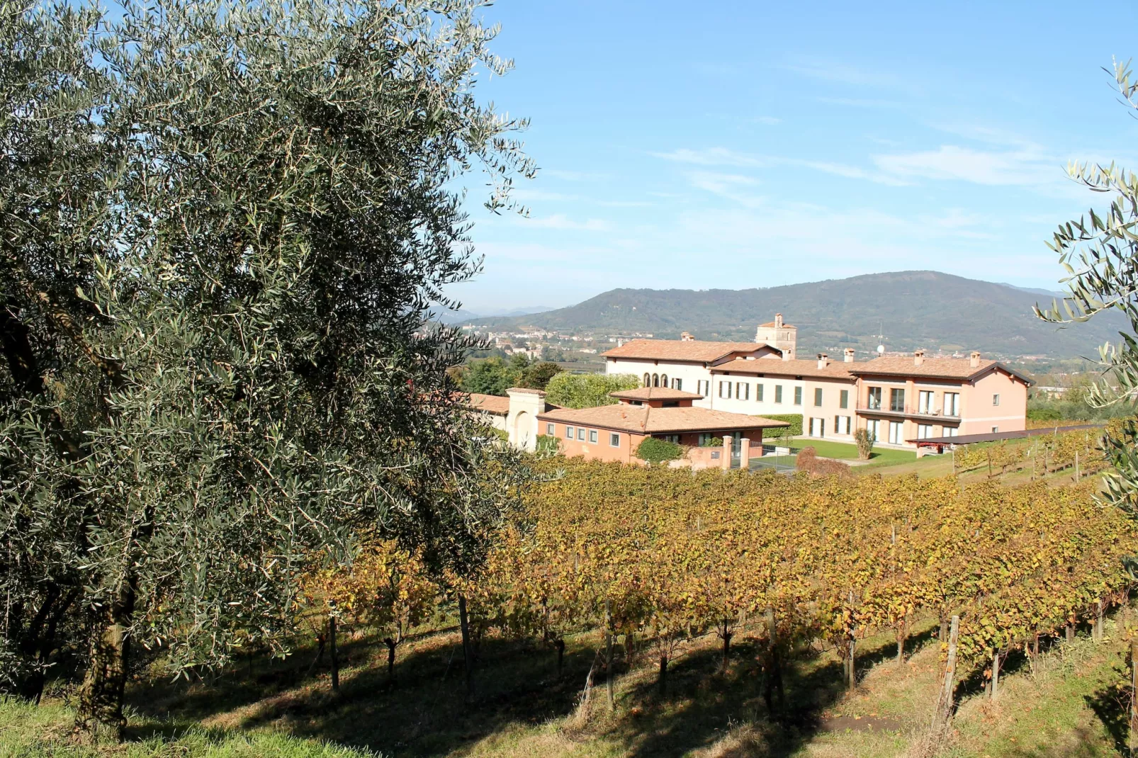 Pinot Bianco-Exterior summer