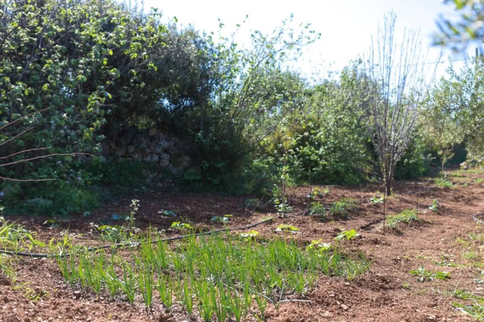 Agnanti Despoina villa with private pool-Areas summer 20km