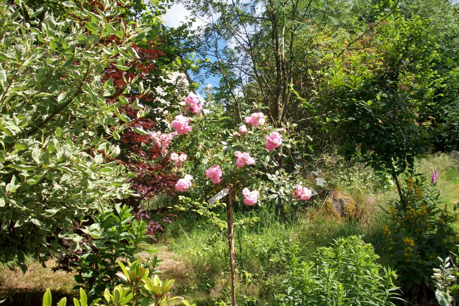 Les Muguets-Jardin d'été