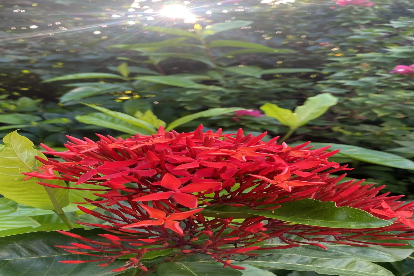 Villa Fleur de Marie-Atmosphere