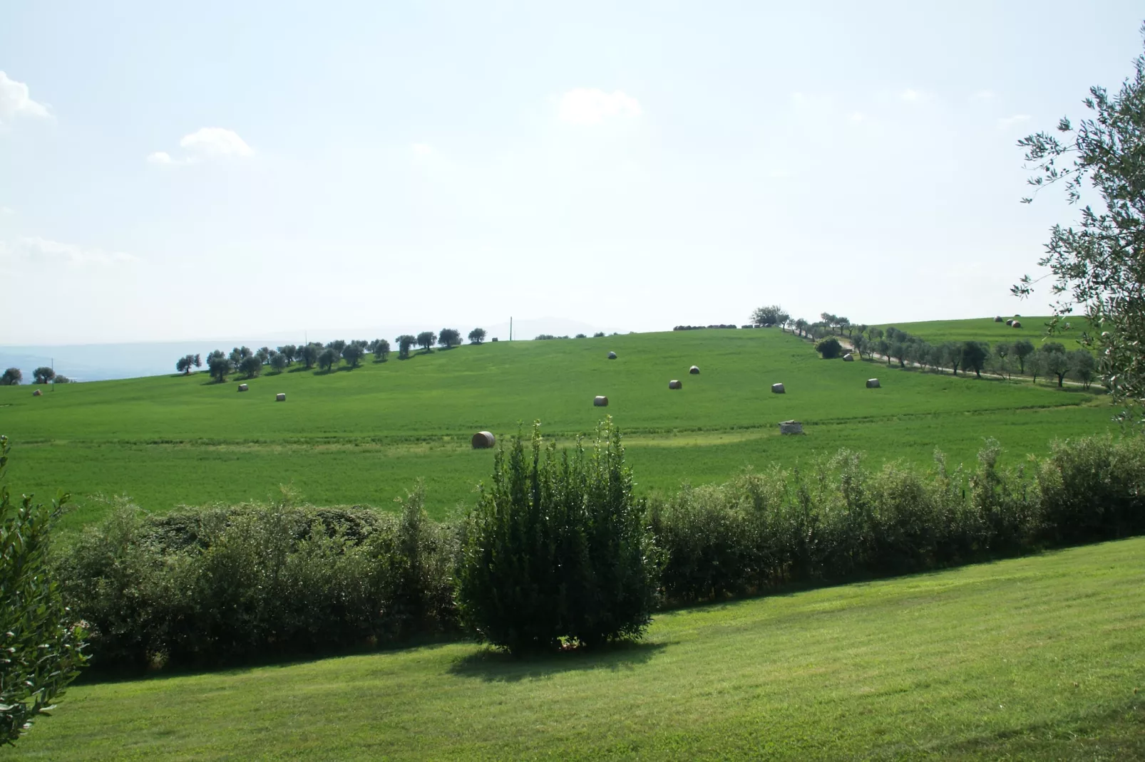 Il Leccio-View summer