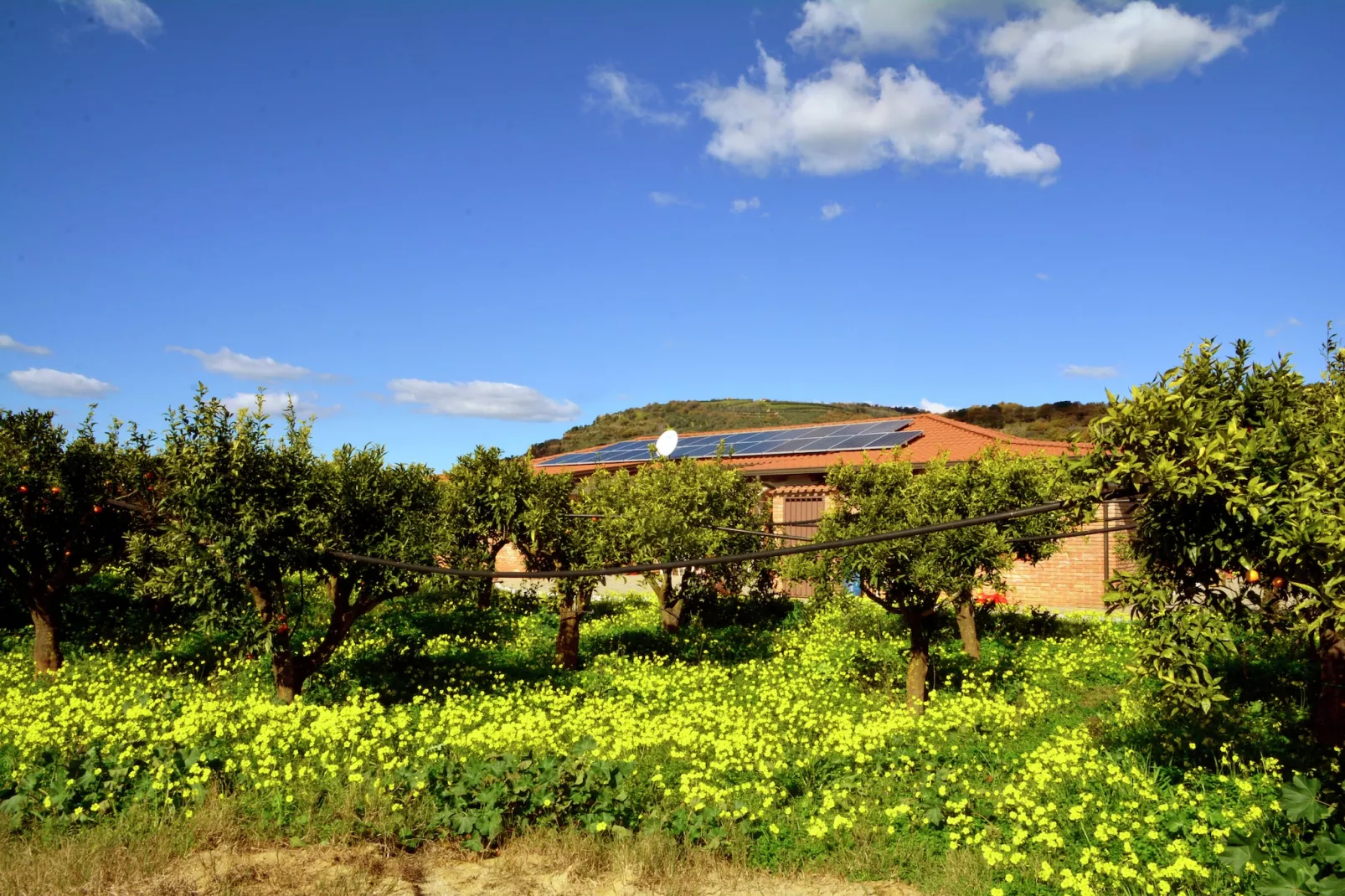 Casale tra gli Agrumi-Exterior summer
