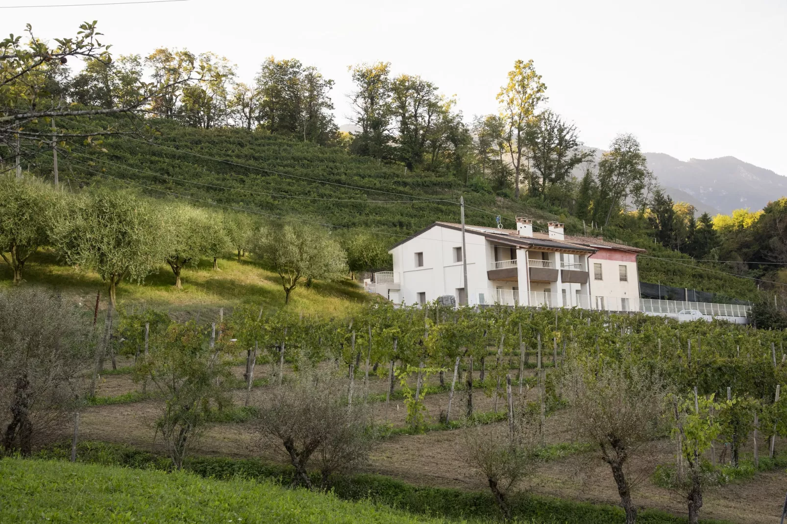 Bucaneve-Exterior winter