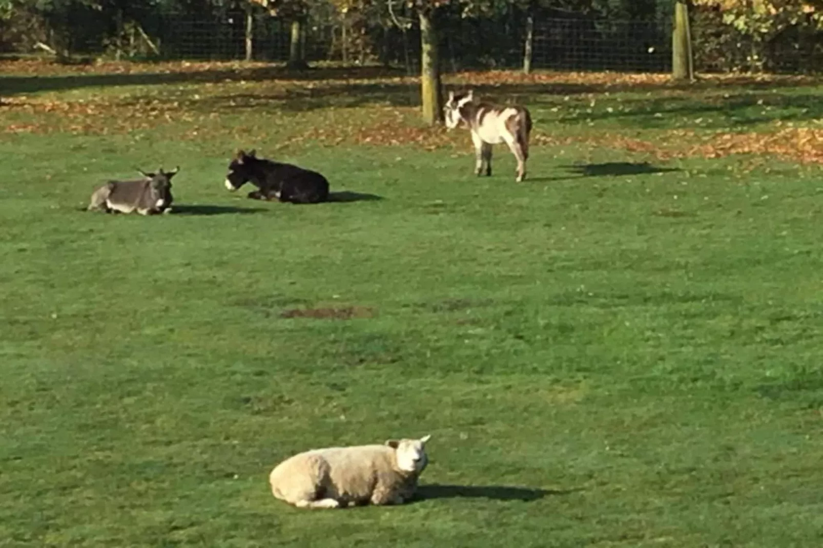 De bonte kat-Zones d'été à 20 km