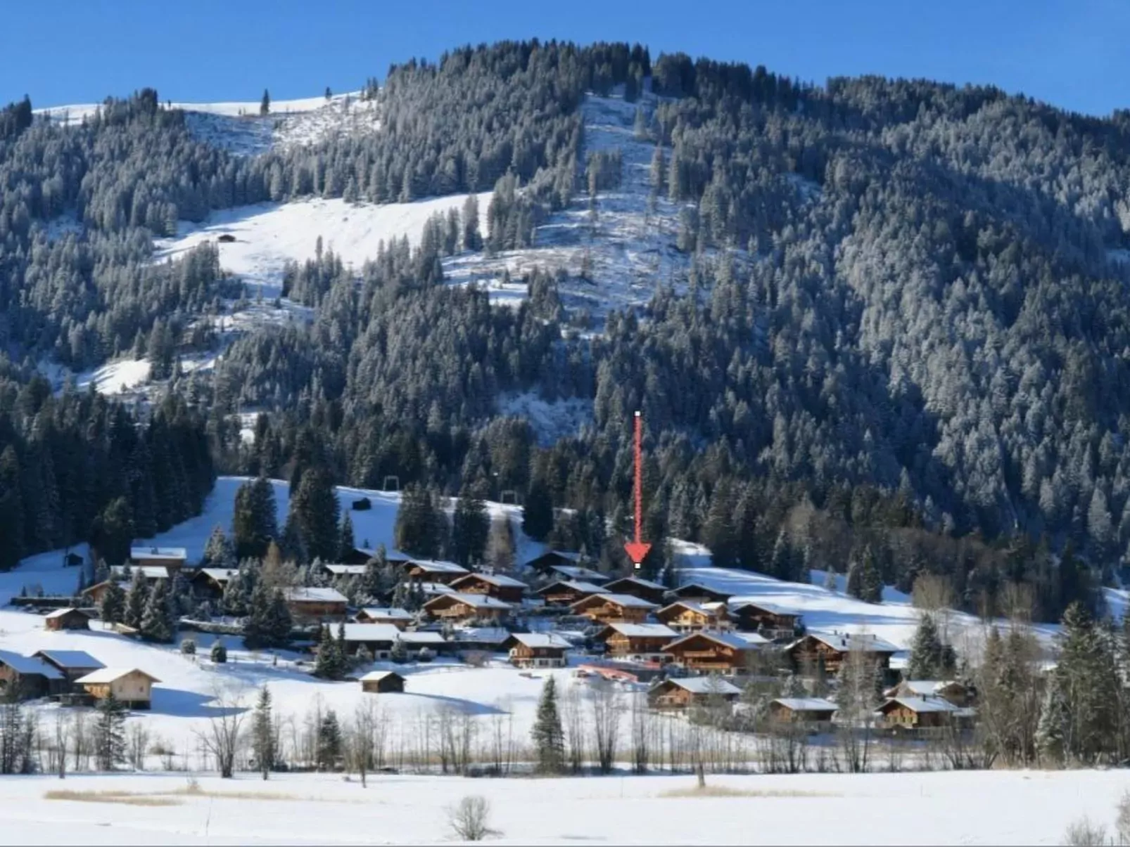 Silberdistel-Dehors