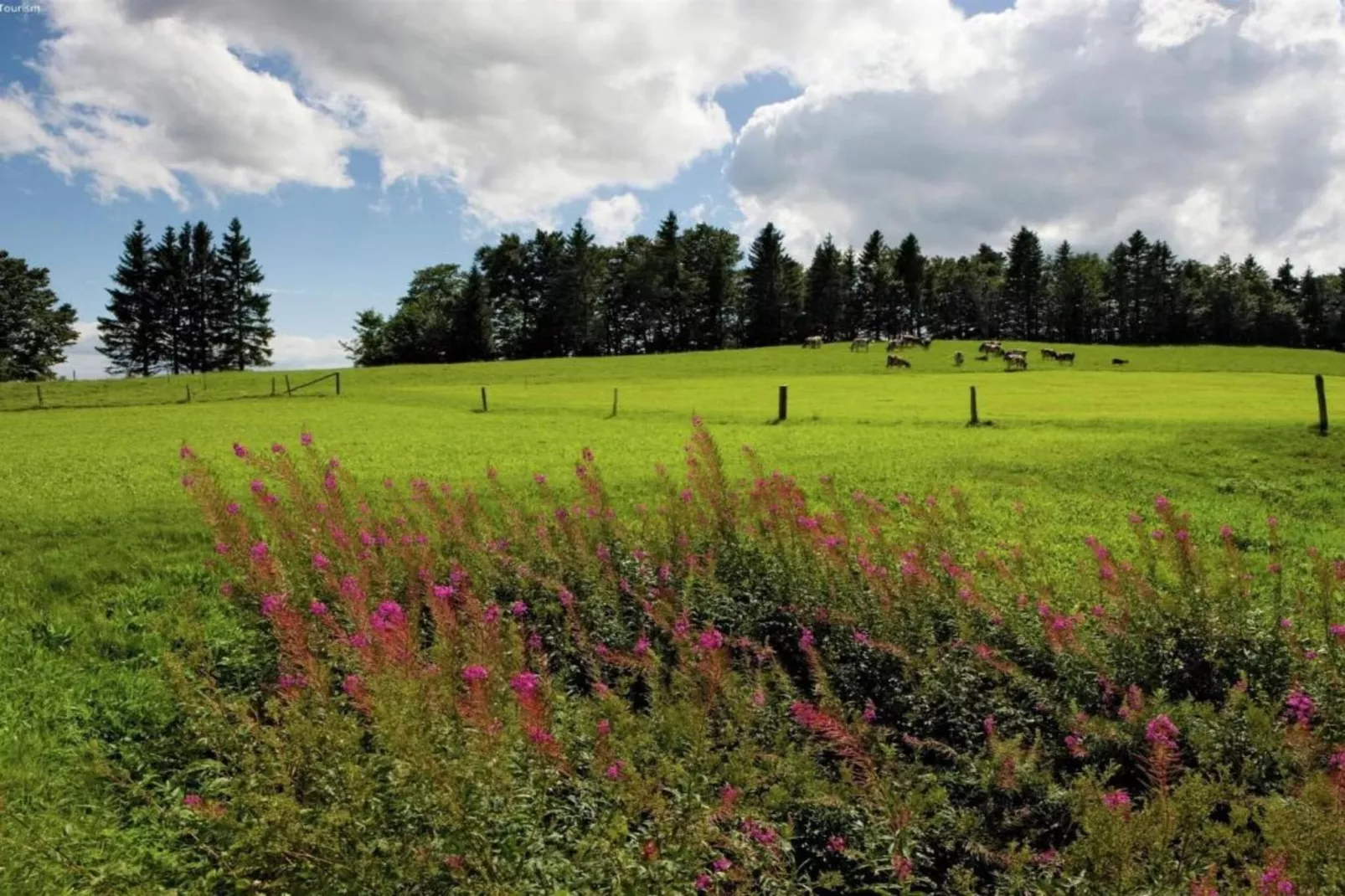 Apartment Bellevue-Gebiete Sommer 20 km