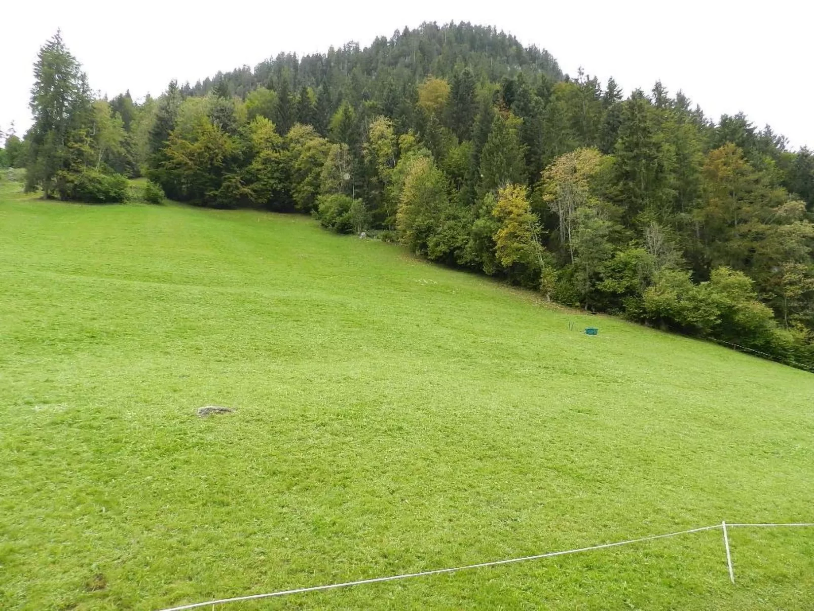 Hornflue (Baumann)-Draußen