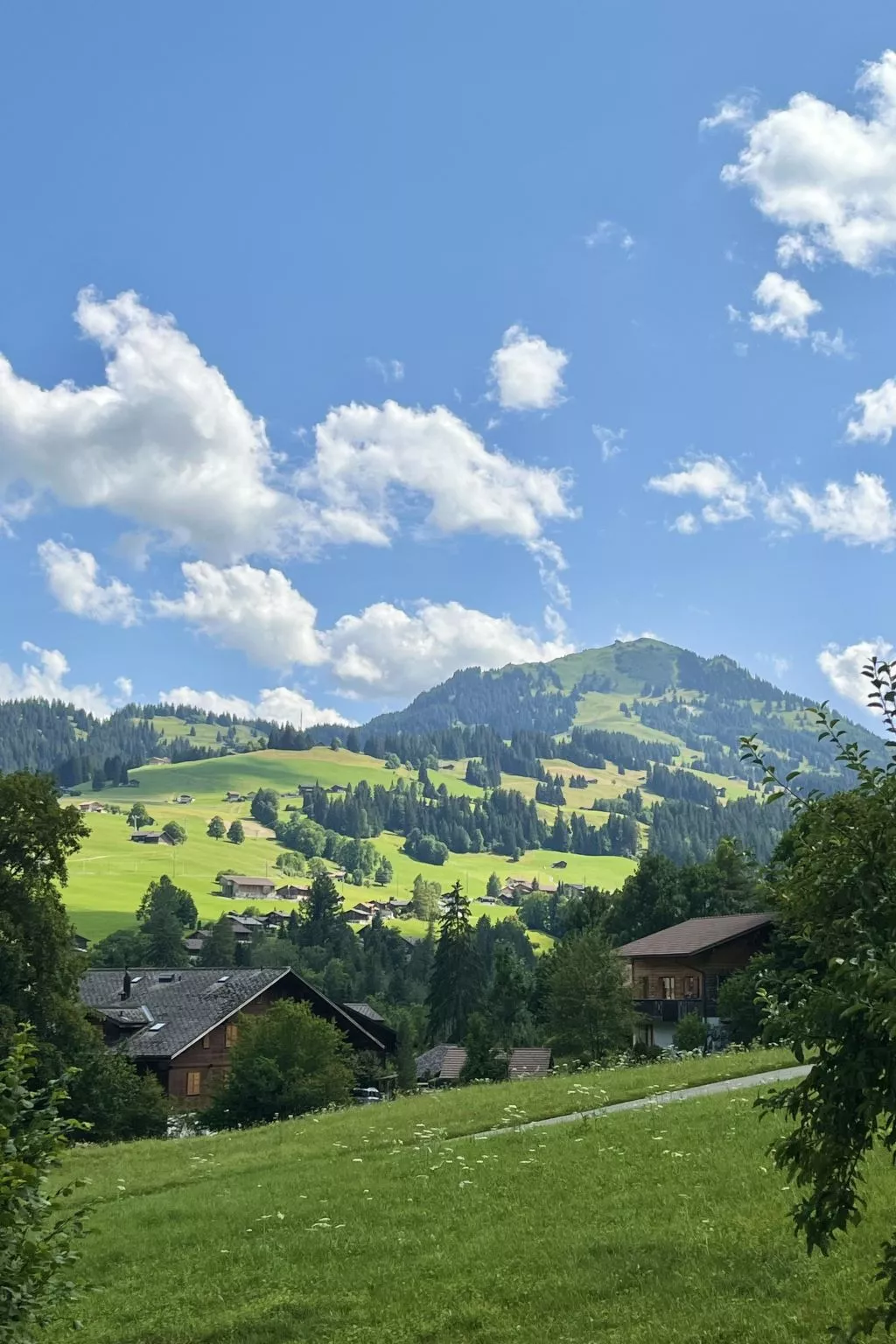 Akelei (gross)-Draußen