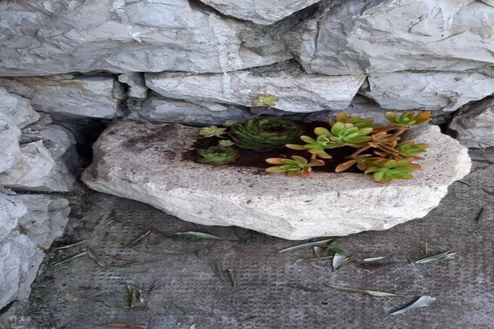 Stone House Jadranka-Ambiente