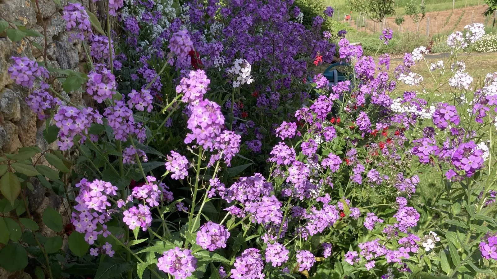 Maison des Yourtes-Gardens summer