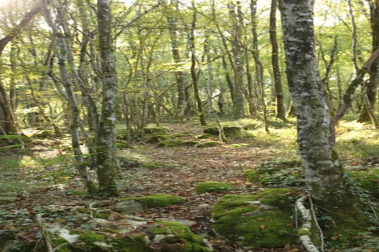 Maison Failte-Areas summer 20km