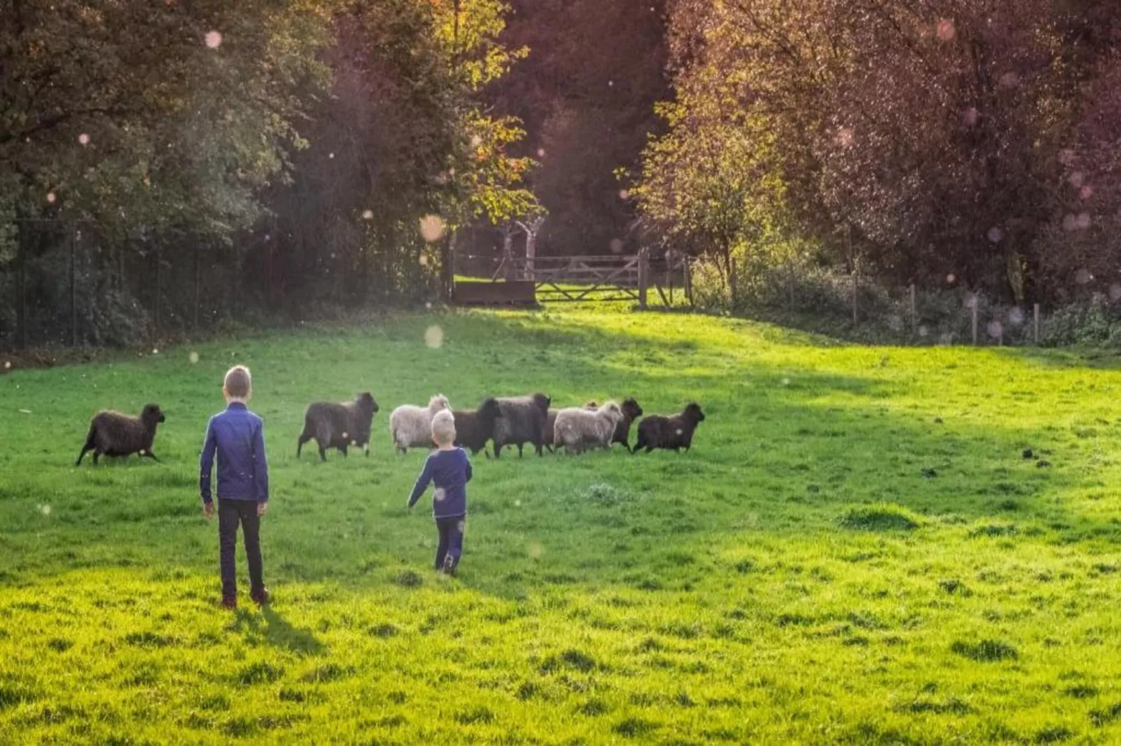 Hoeve in gunne winkel 2-Gebiete Sommer 20 km