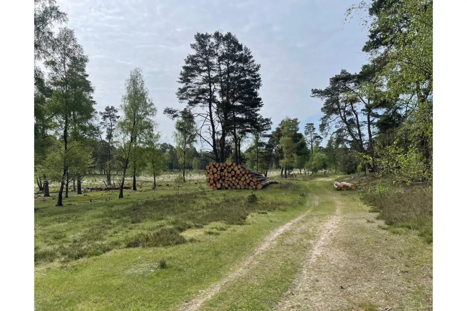 Waldsuite-Areas summer 1km