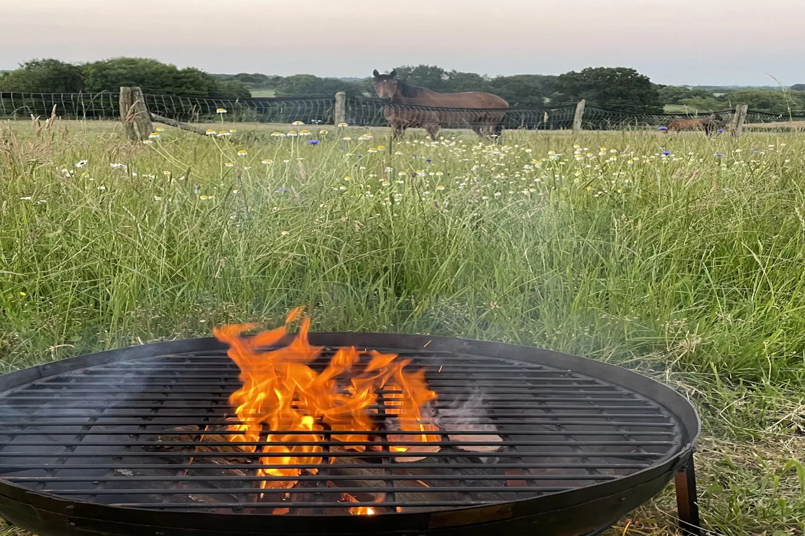 The Cornflower-Gardens summer