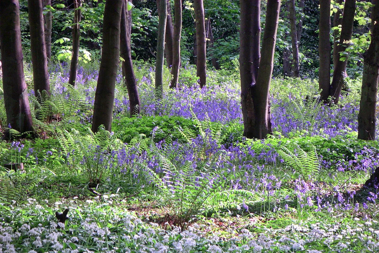 Ingleby Manor - Manor Cottage-Areas summer 5km