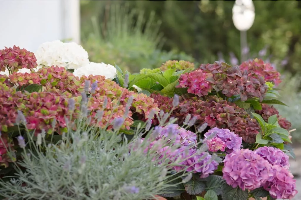 87166-Gardens summer