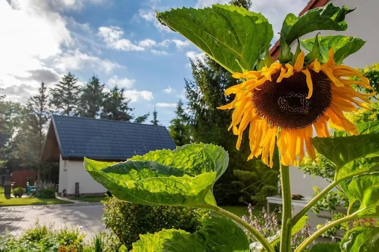 Domki wakacyjne na min 5 dób Domasławice-Gärten Sommer