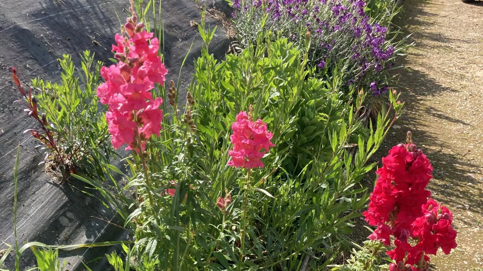Maison des Yourtes-Gardens summer