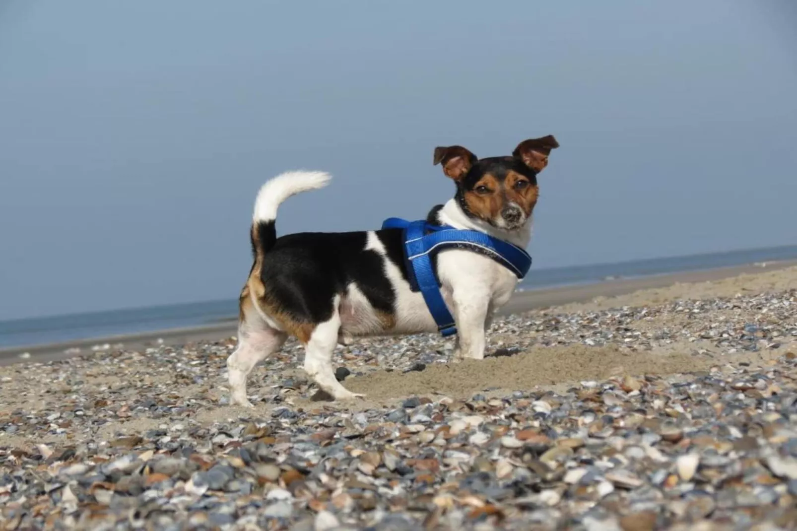 Fort den Haak - Chalet 1 tm 15  hond-Atmosphere