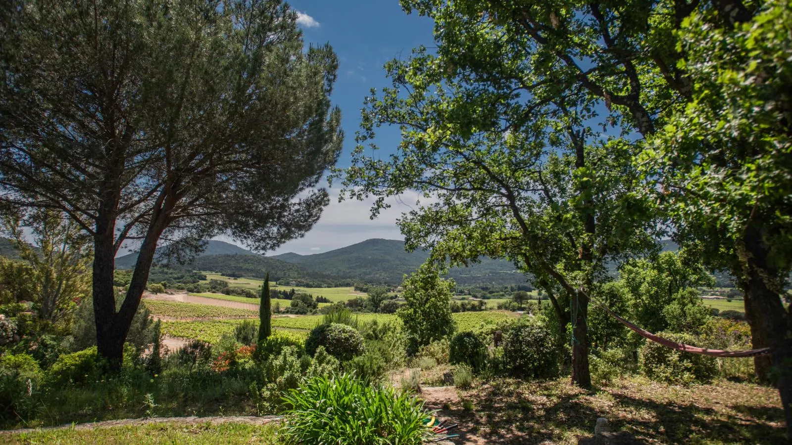 Entre les vignes-View summer