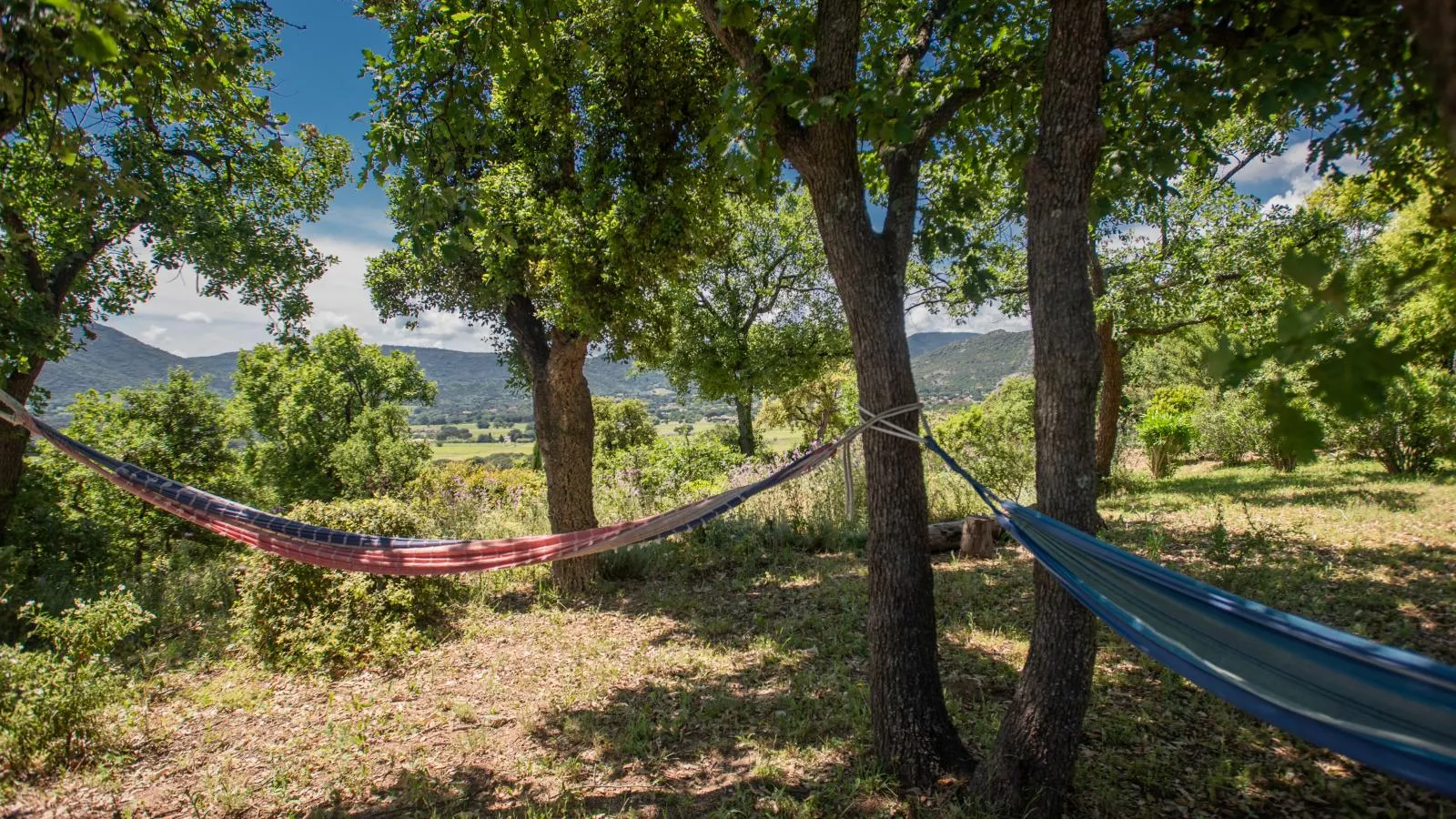 Entre les vignes-Gardens summer