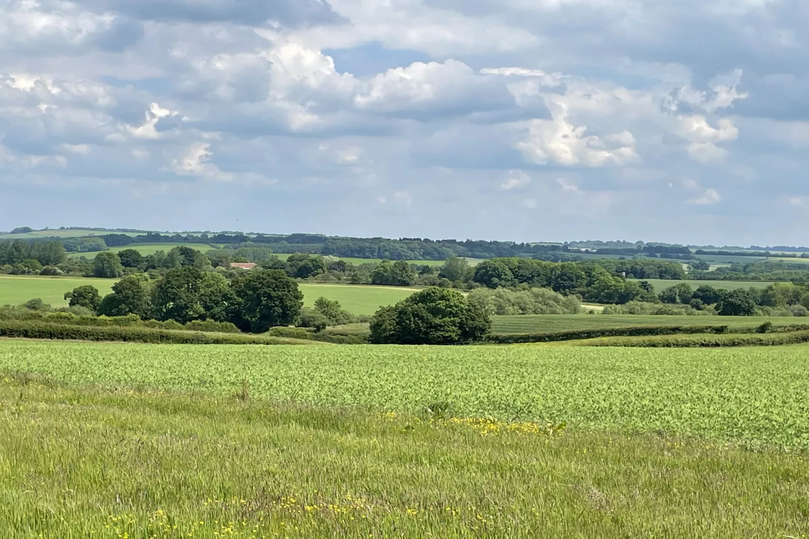 The Cornflower-Areas summer 20km