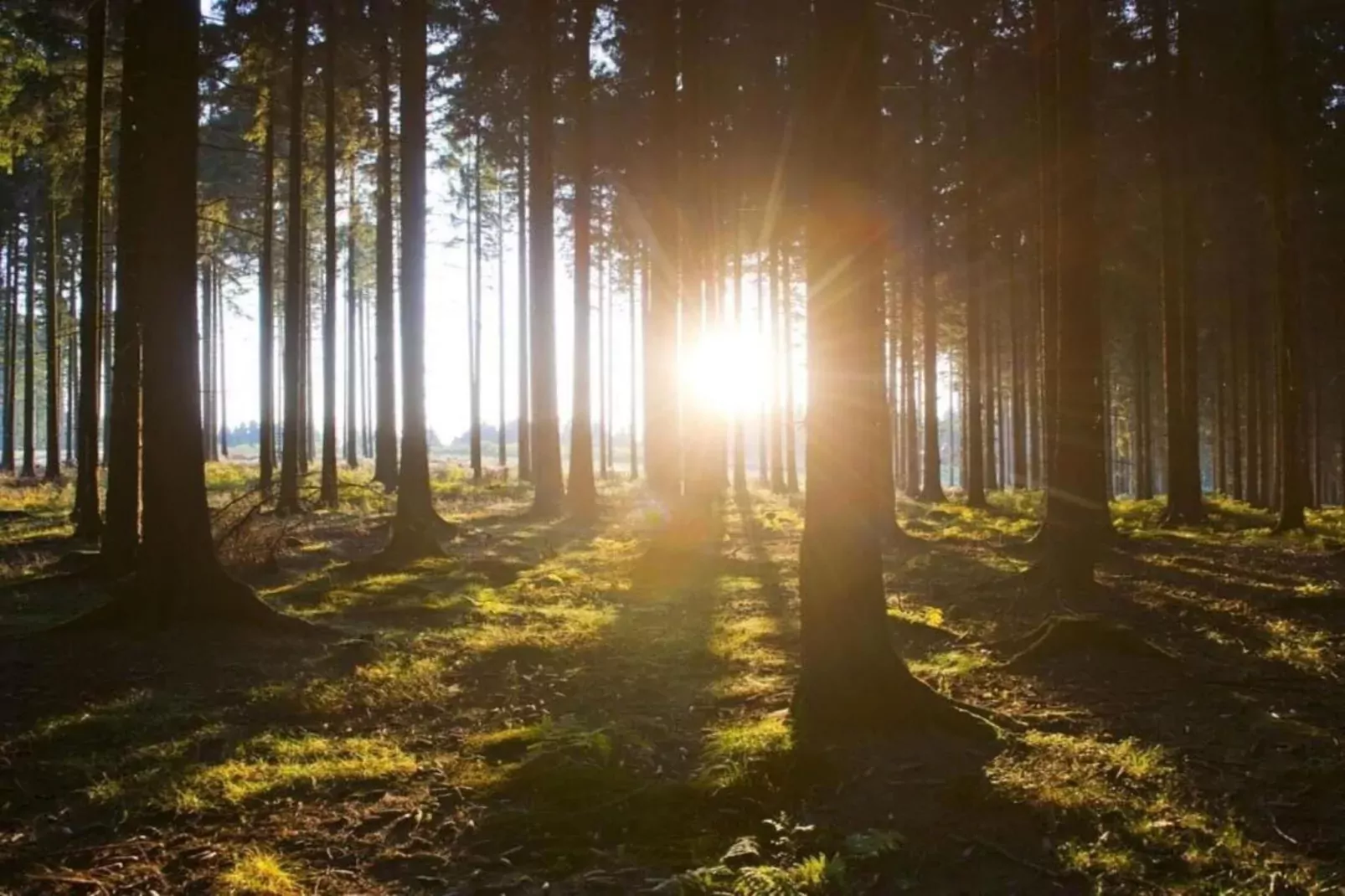 Sauerlandstuben-Gebiete Sommer 20 km