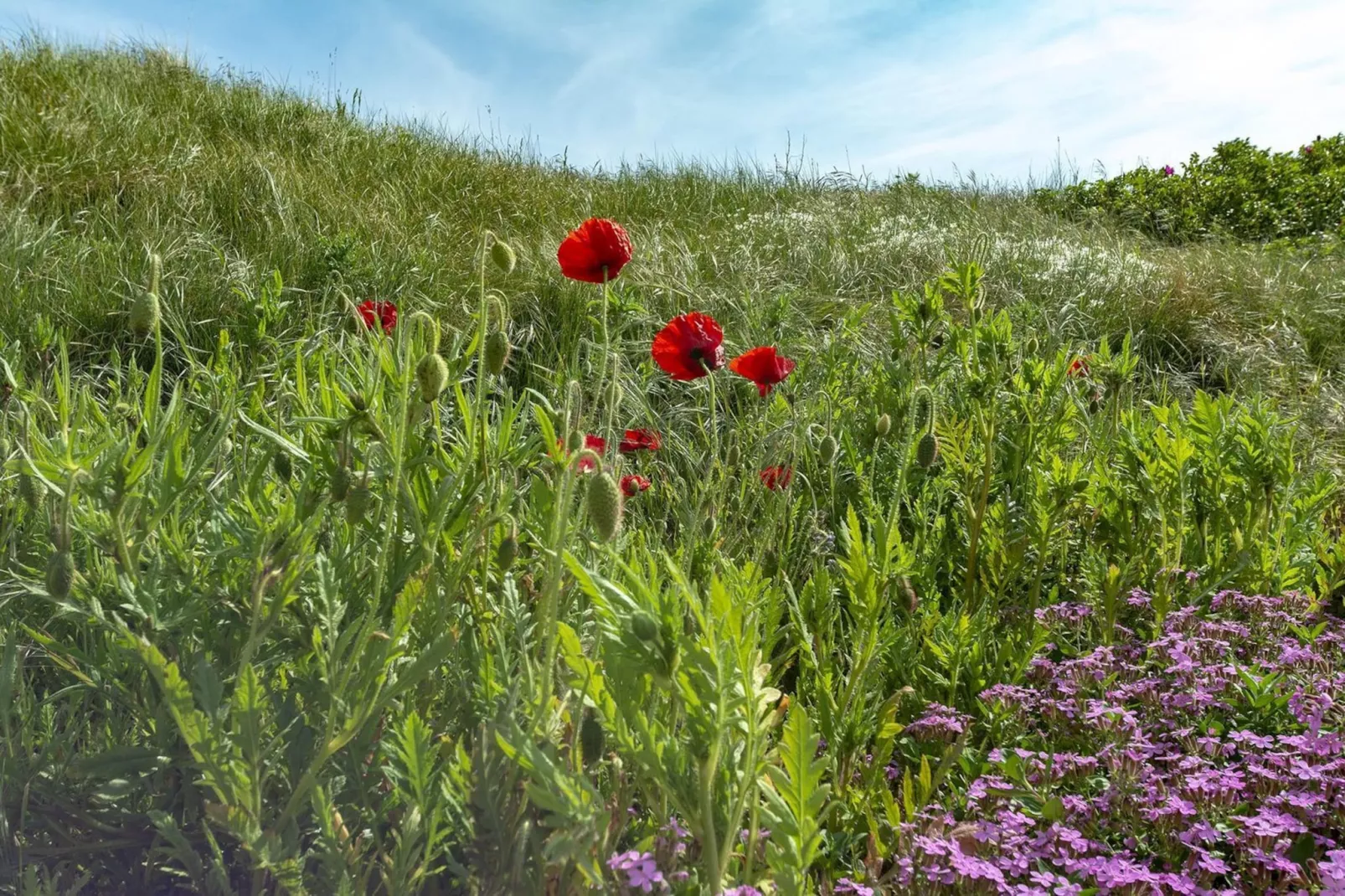 Strandleven 103-Gardens summer