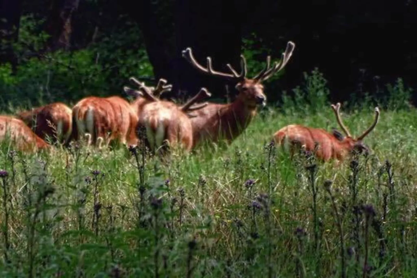De woelige stal-Areas summer 20km