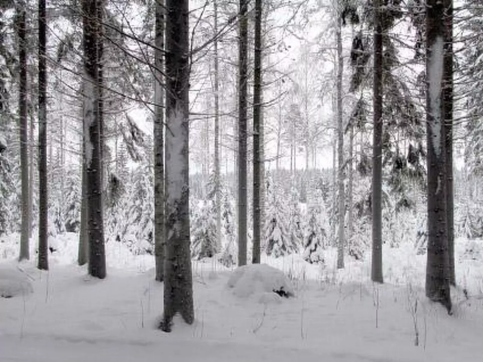 Metsäpirtti-Outside