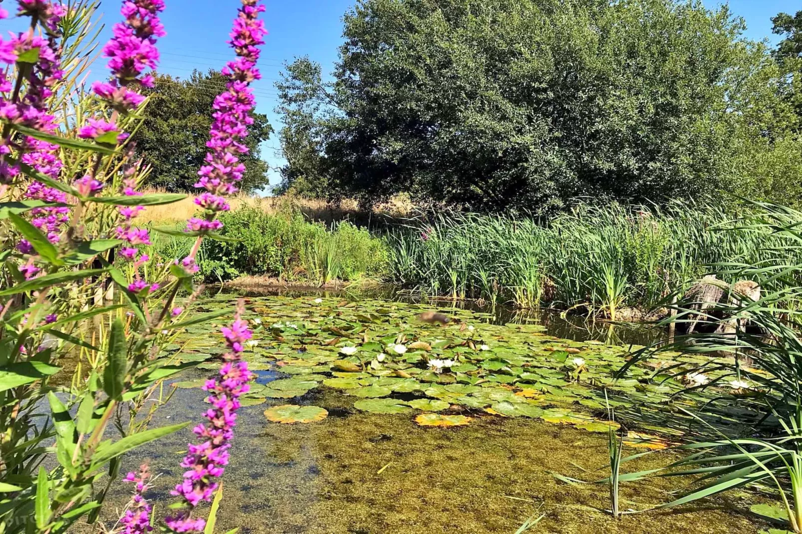Lilypad Bell Tent-Outdoor