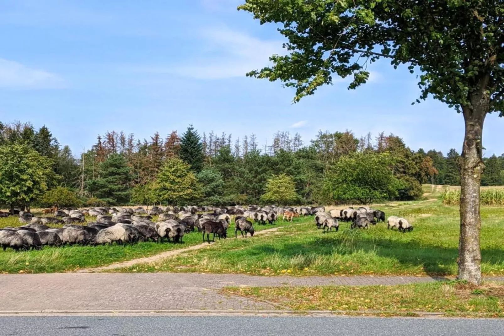Waldsuite-Areas summer 5km