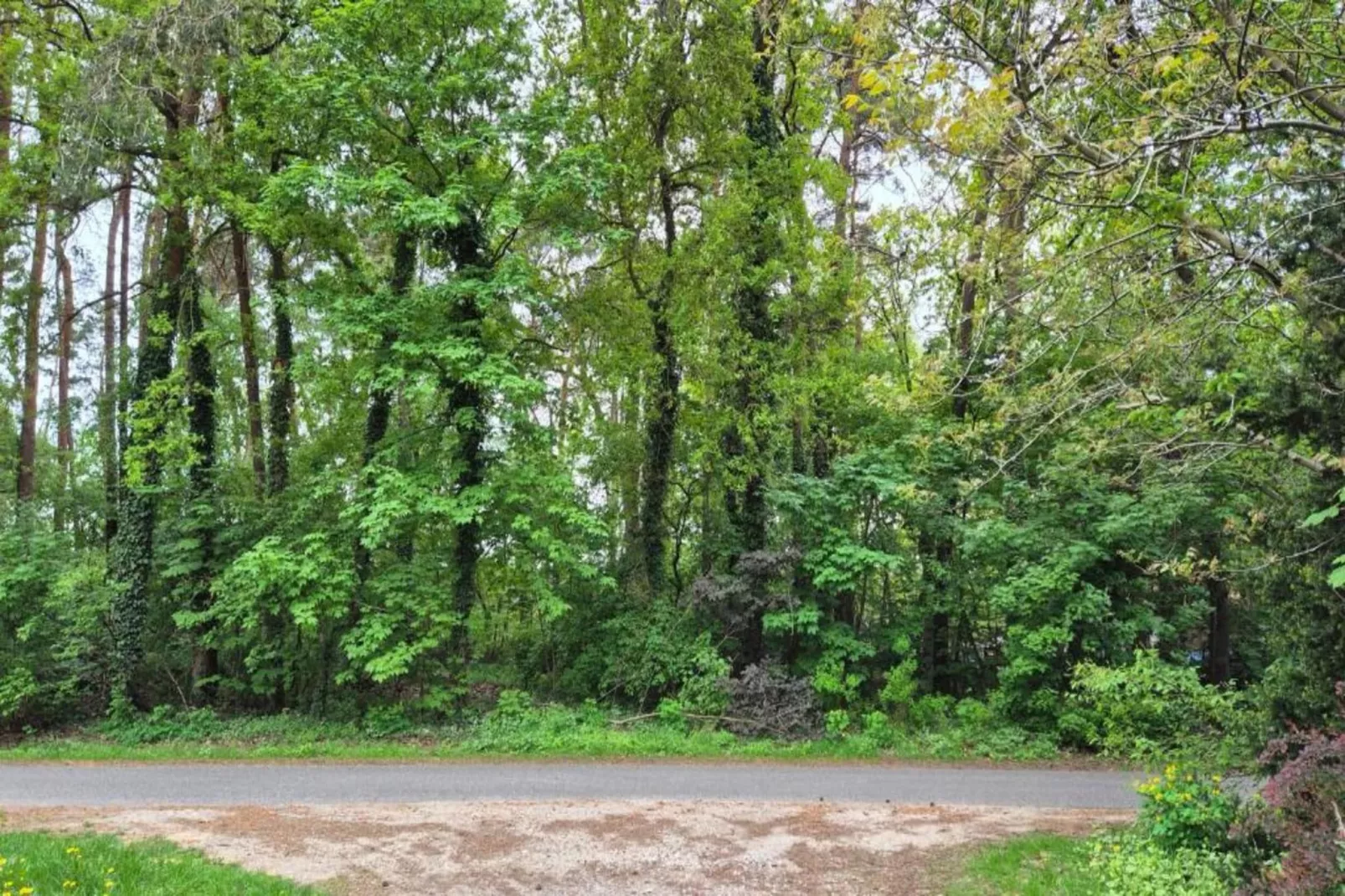 Zauberwald-Gebiete Sommer 5 km