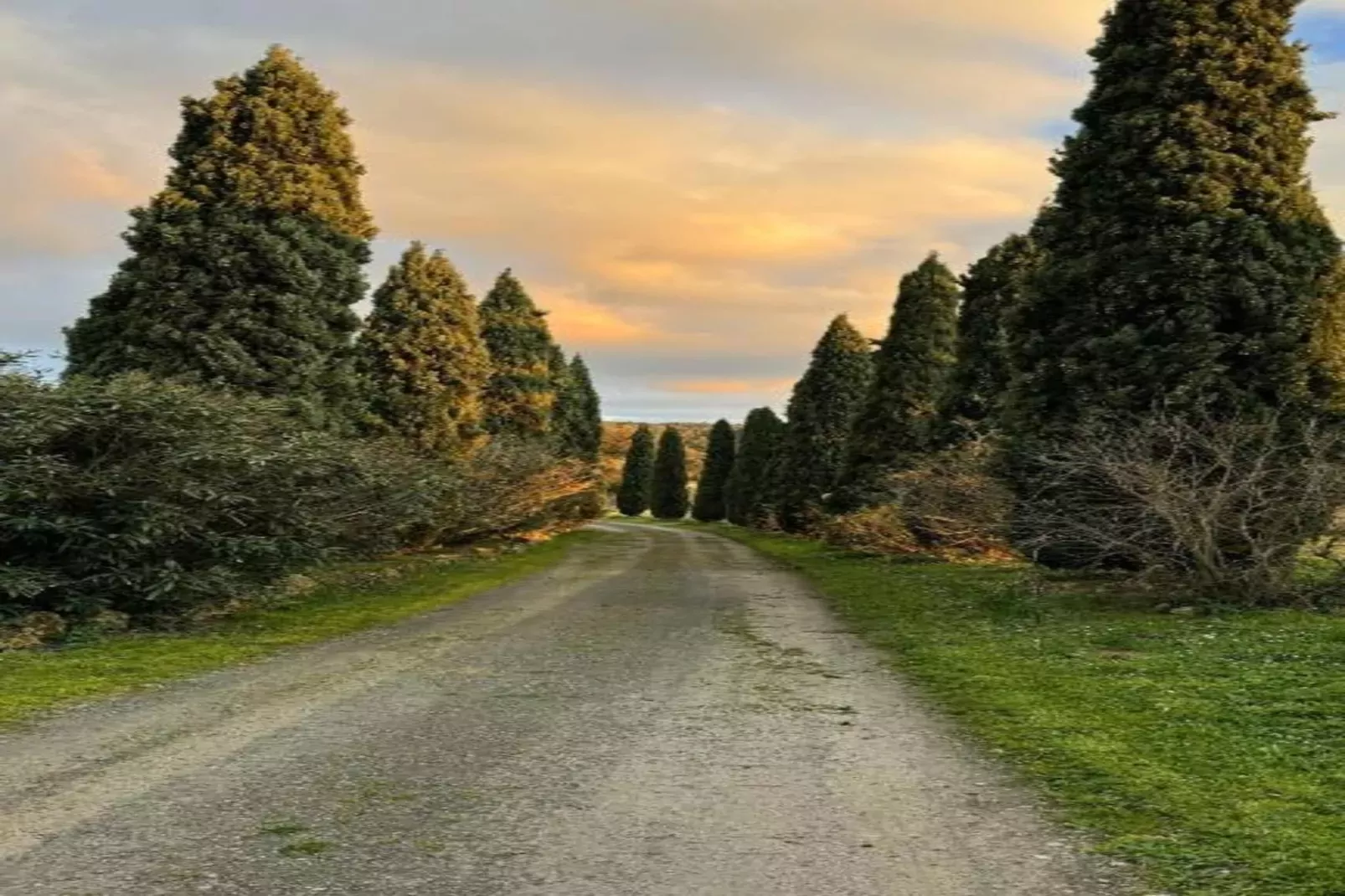 Melograno-Areas within 20km in summer