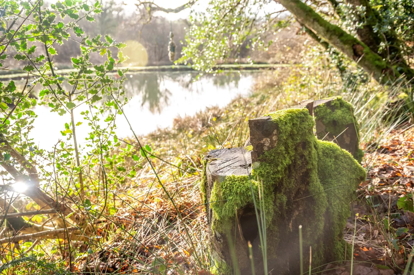 Yeworthy Eco-Treehouse-Outdoor