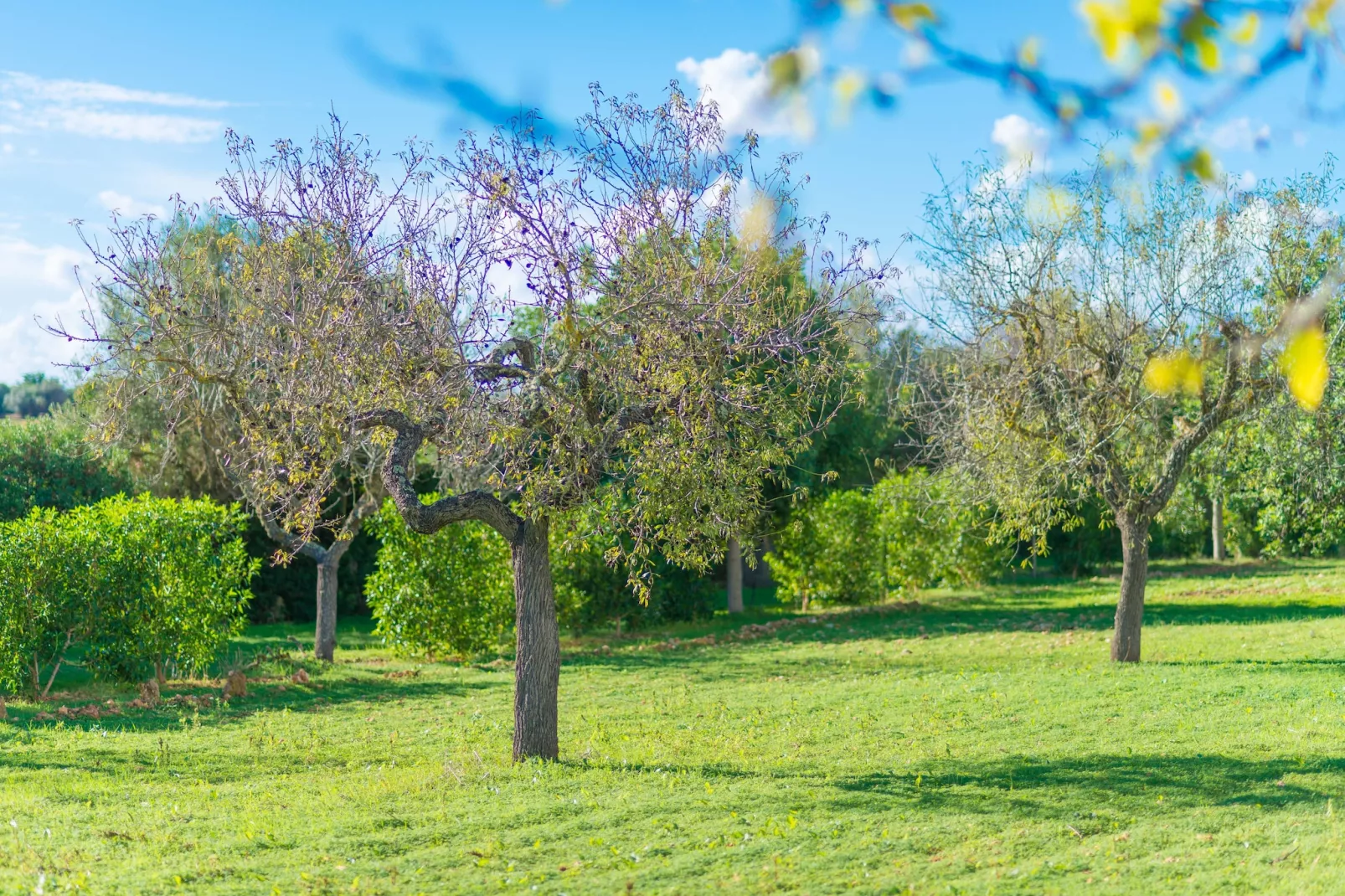 Vista Alegre-Gardens summer