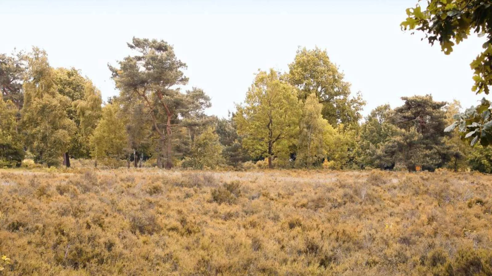Heidepracht-Areas summer 1km