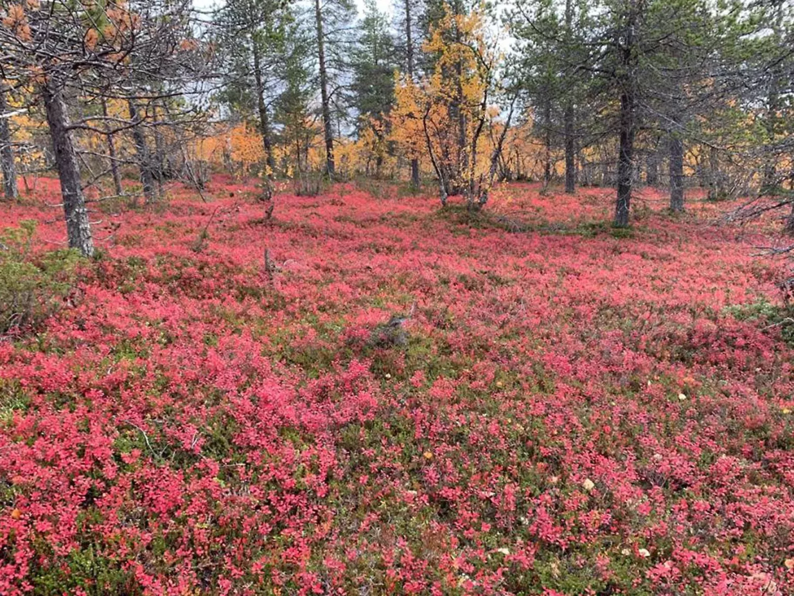 Kevätruska b-Outside