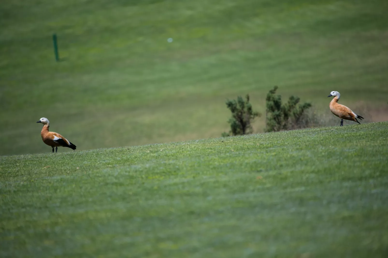 Vista Golf 3-Outdoor