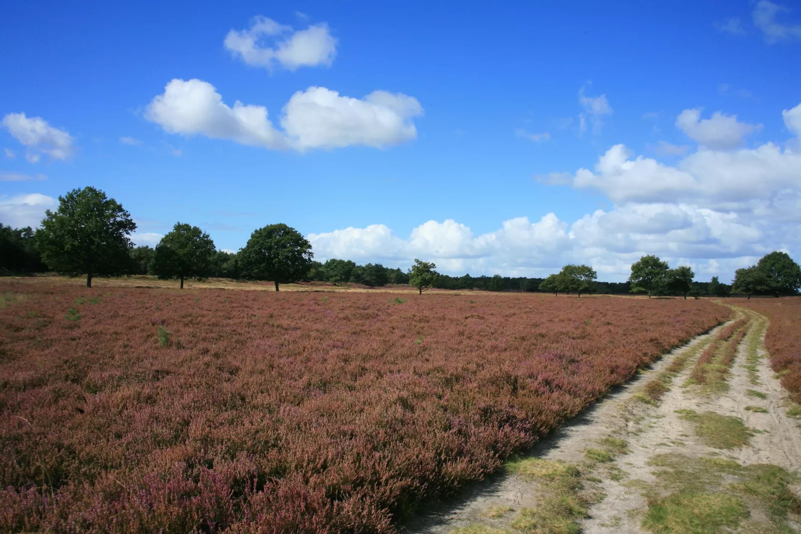 Landgoed Het Grote Zand 8-Areas summer 1km