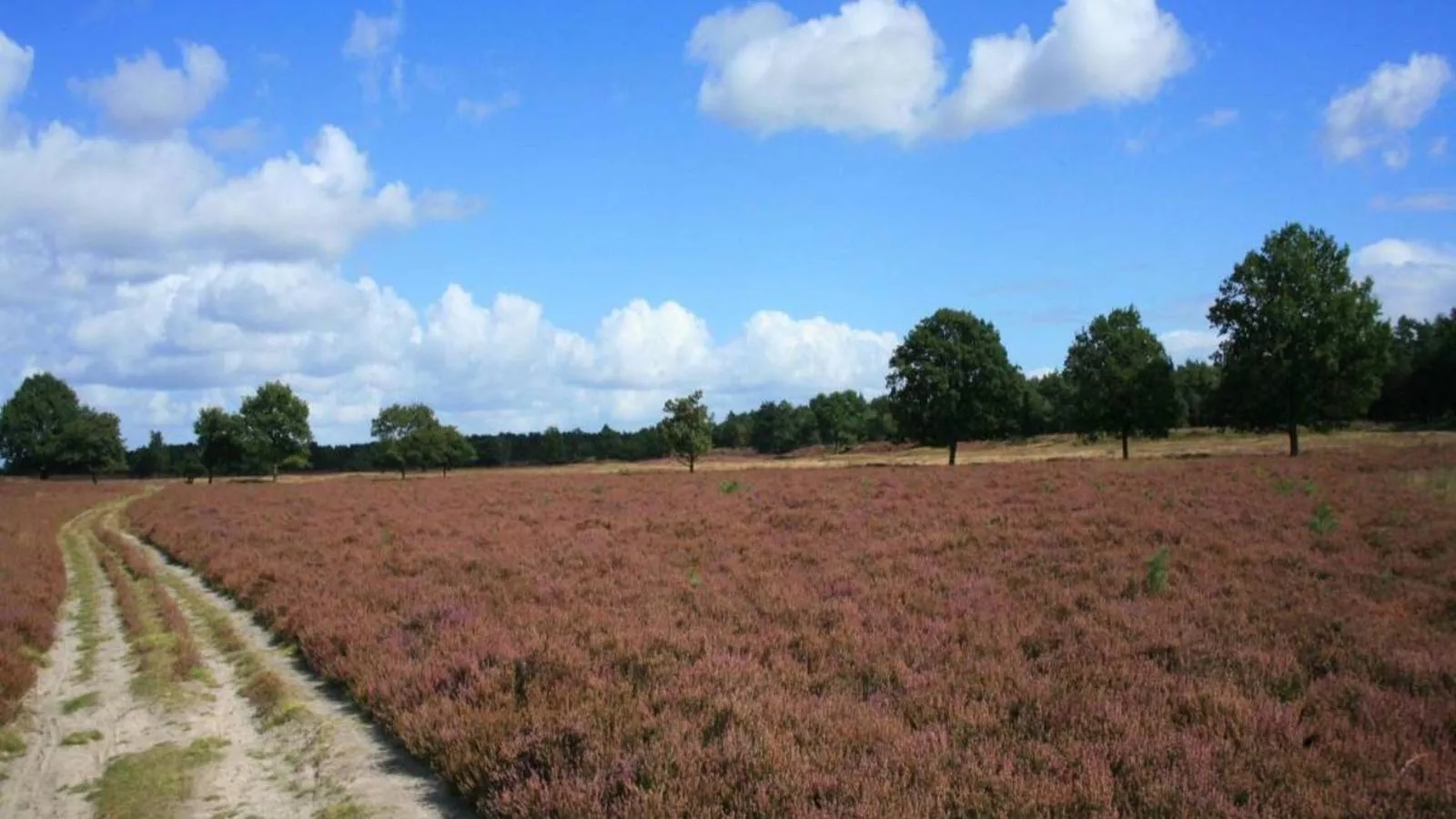 Heidepracht-Areas summer 1km