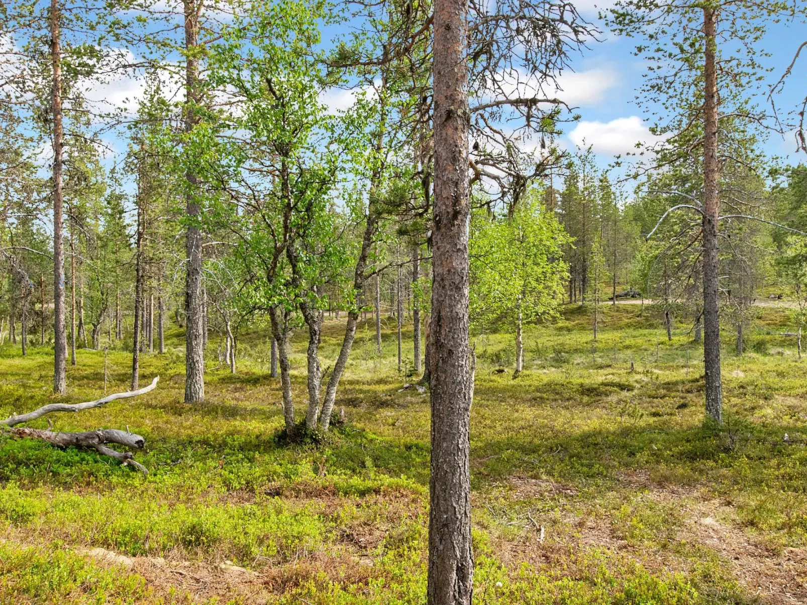 Saariselän waskooli a-Outside