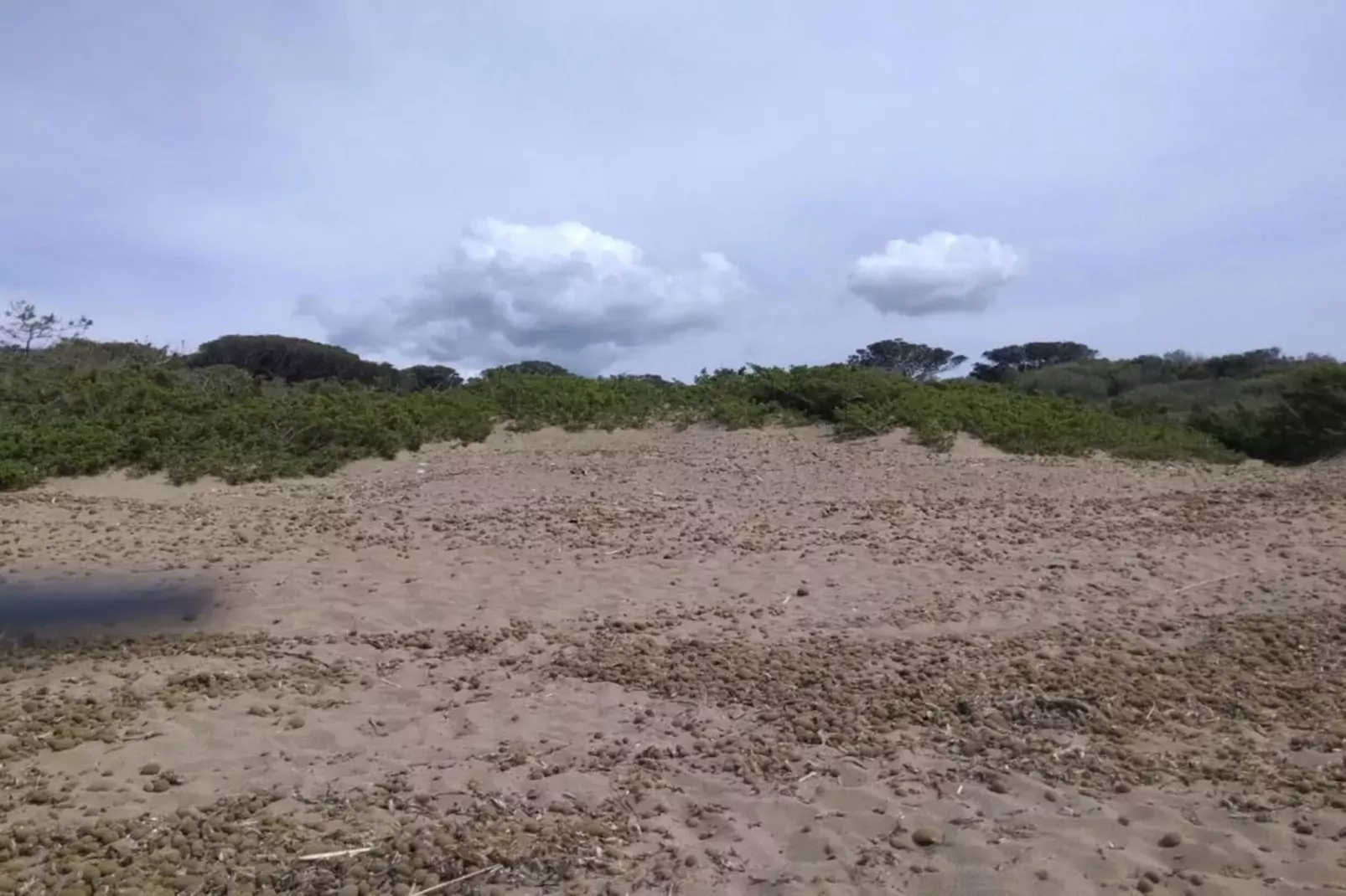 APP 1-Areas summer 1km