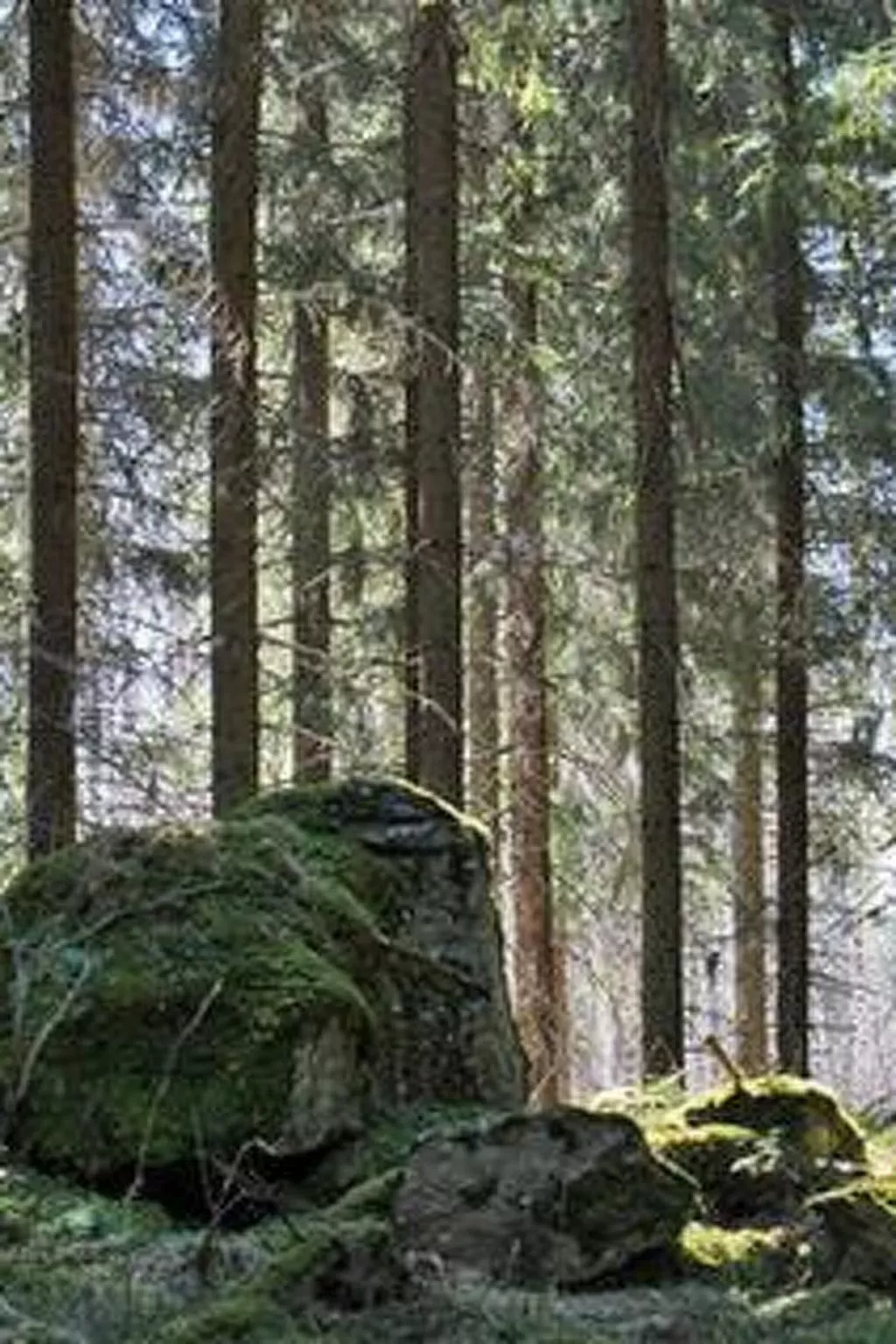 Metsäpirtti-Outside