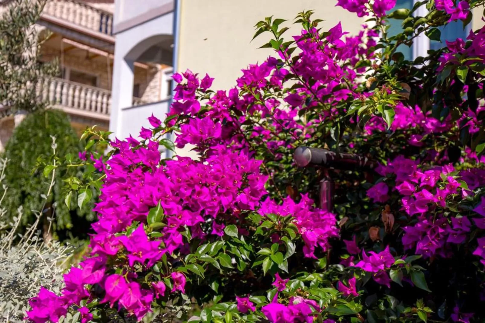 Apartment Slavica 1 - Red Paradise-Gardens summer