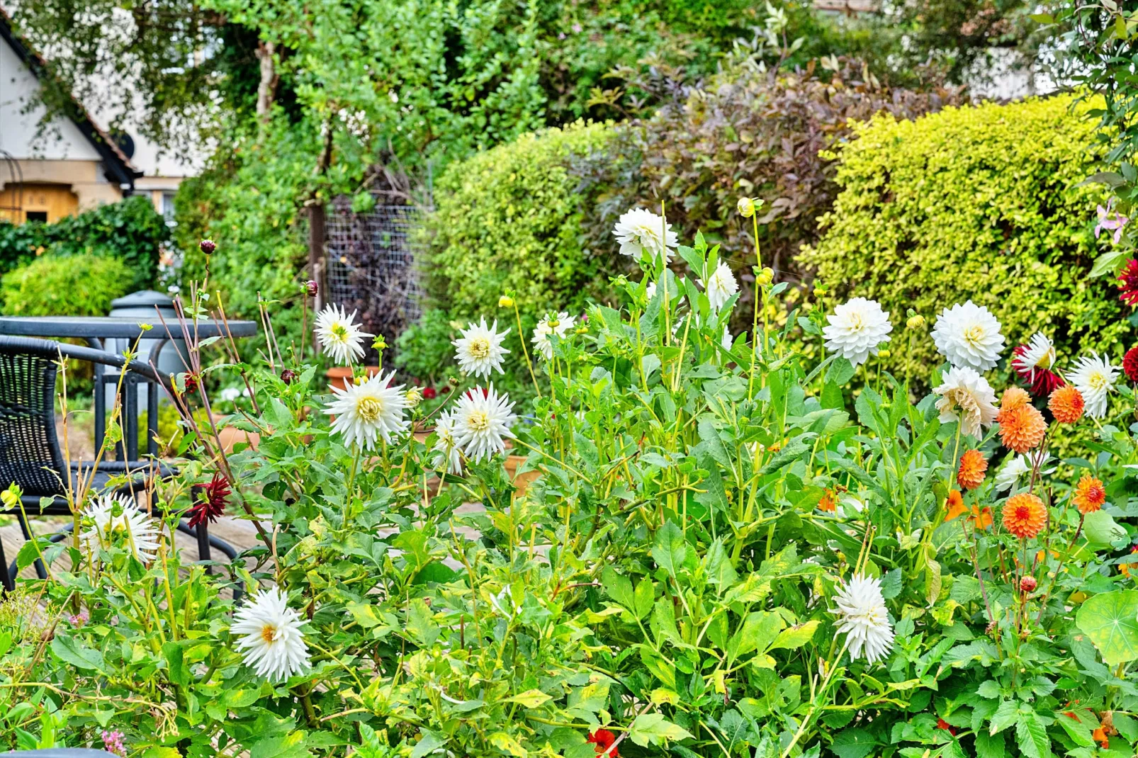 Clematis Cottage-Gardens summer