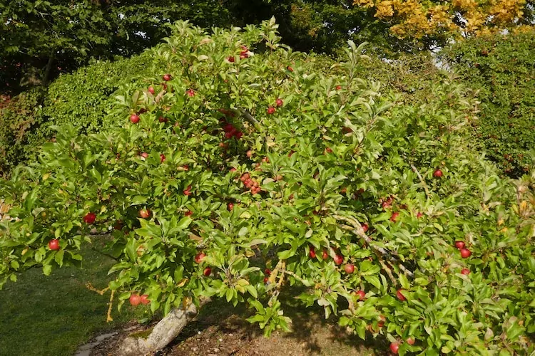FH Sturmfrei-Gardens summer